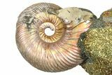 Iridescent Pyritized Ammonite (Quenstedticeras) Fossil Display #368832-1